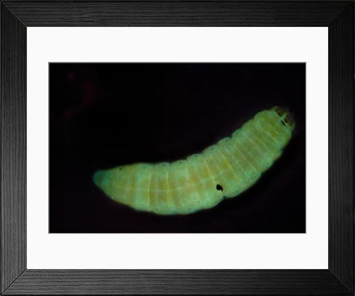 Framed Print : Dead Moth Grub Framed Print : Dead Moth Grub