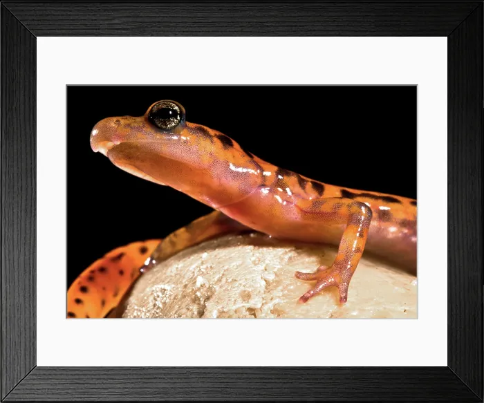 Framed Print : Cave Salamander, Eurycea lucifuga