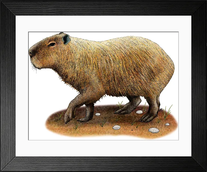 Framed Print : Capybara. Illustration of a Capybara (Hydrochoerus hydrochaeris)