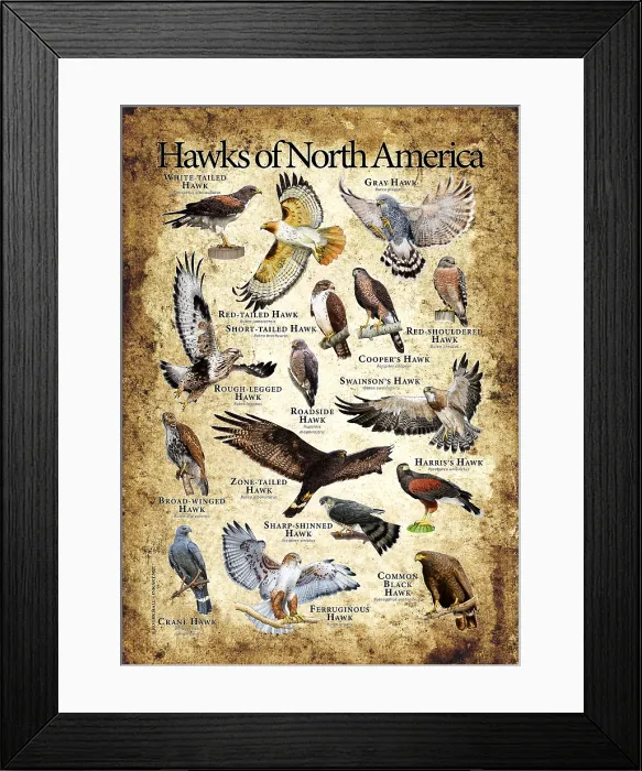 Framed Print : Hawks of North America