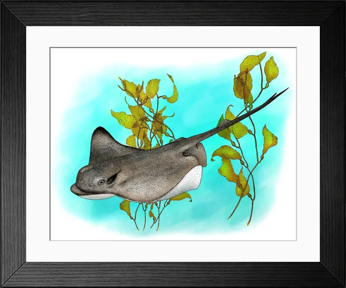 Framed Print : Bat Ray. Illustration of a Bat Ray (Myliobatis californica) Framed Print : Bat Ray. Illustration of a Bat Ray (Myliobatis californica)