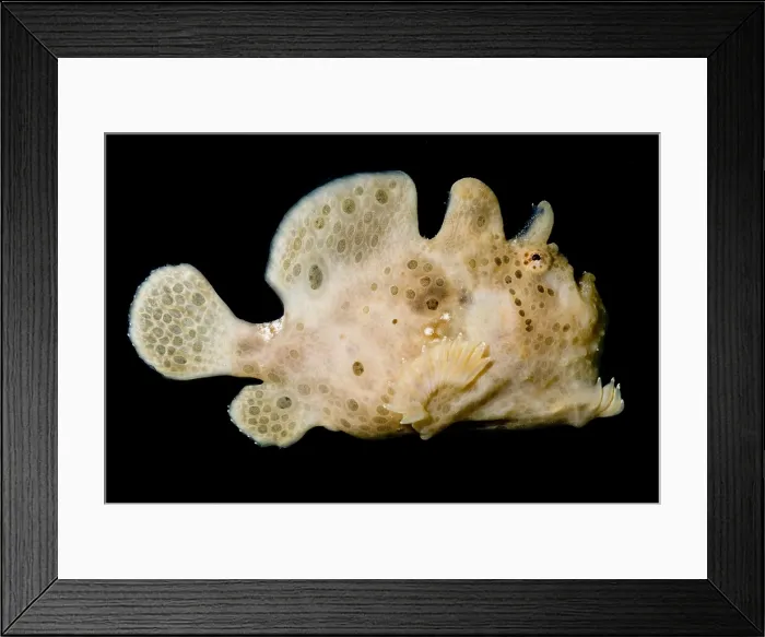 Framed Print : Warty Frogfish Framed Print : Warty Frogfish