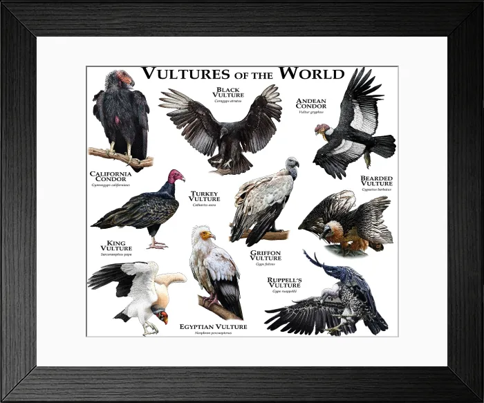 Framed Print : Vultures of the World Framed Print : Vultures of the World