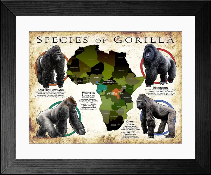 Framed Print : Species of Gorilla Framed Print : Species of Gorilla