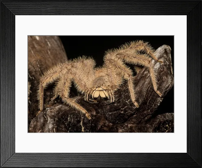 Framed Print : David Bowie Spider, (Heteropoda davidbowie) Framed Print : David Bowie Spider, (Heteropoda davidbowie)