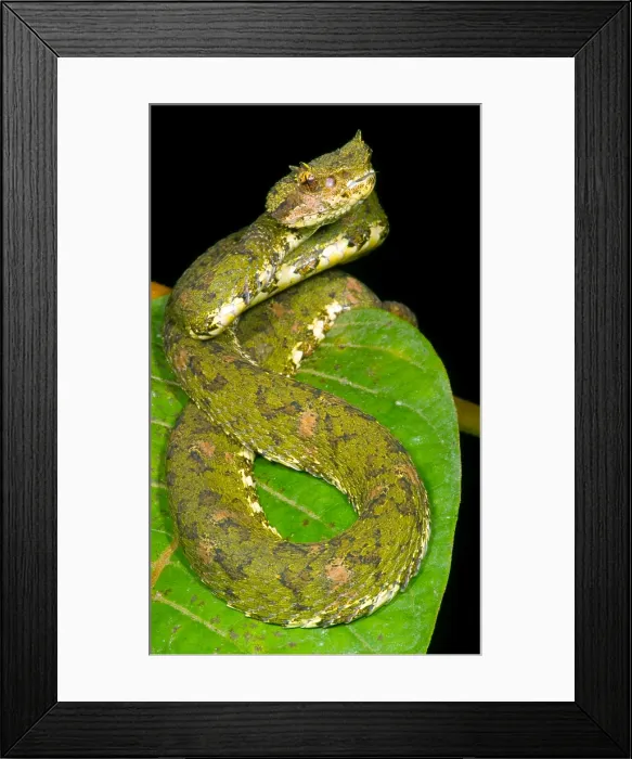 Framed Print : Eyelash Viper