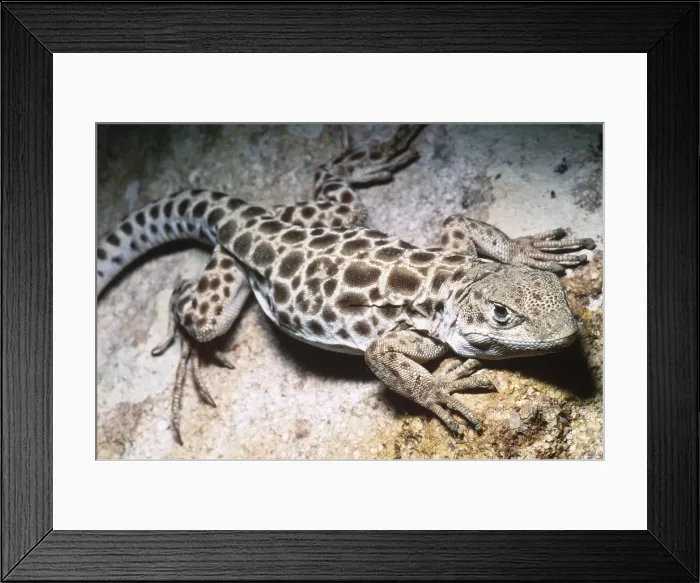 Framed Print : Long-nosed Leopard Lizard