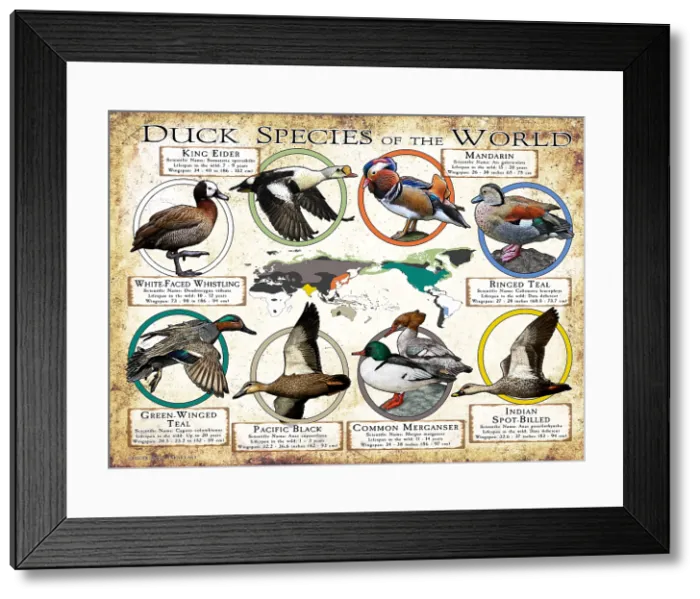 Framed Print : Duck Species of the World