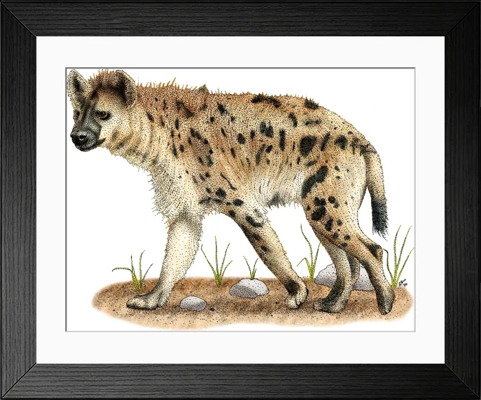 Framed Print : Spotted Hyena Framed Print : Spotted Hyena