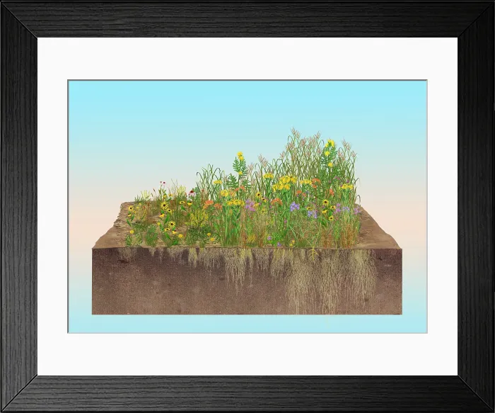 Framed Print : Prairie Plants Succession, Illustration Framed Print : Prairie Plants Succession, Illustration
