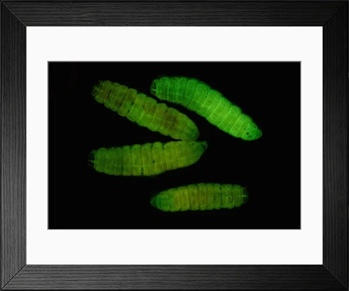 Framed Print : Dead Moth Grub Framed Print : Dead Moth Grub