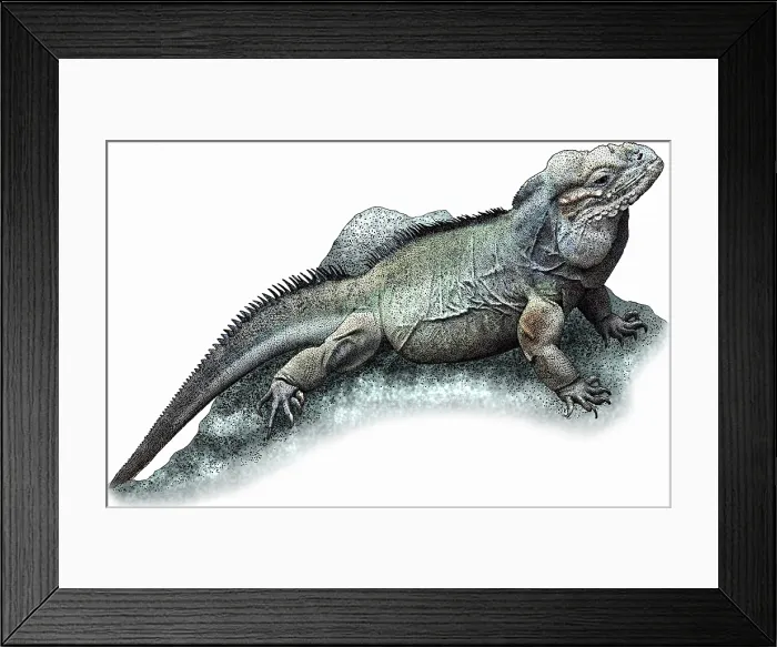 Framed Print : Rhinoceros Iguana