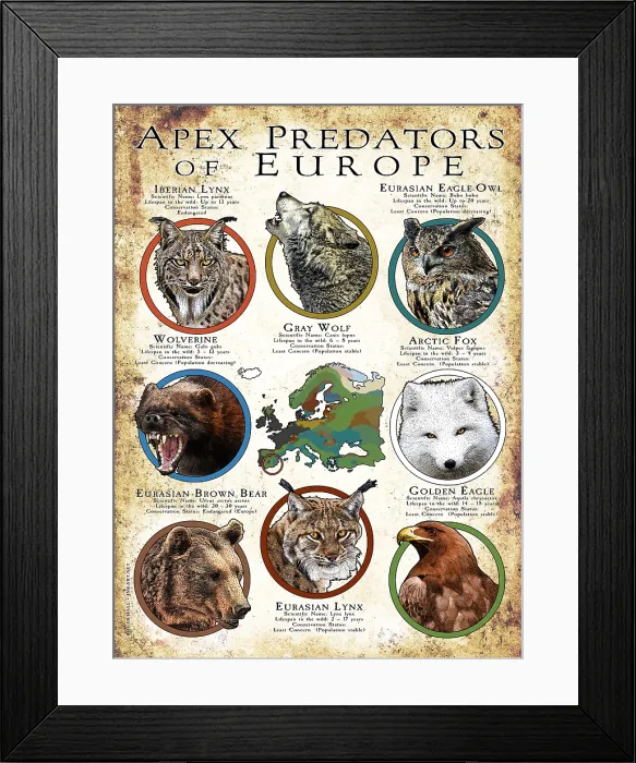 Framed Print : Apex Predators of Europe Framed Print : Apex Predators of Europe