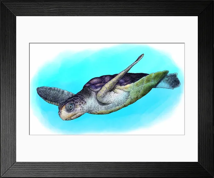 Framed Print : Flatback Sea Turtle Framed Print : Flatback Sea Turtle