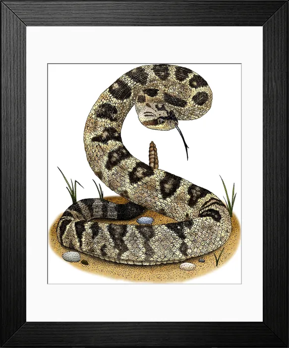 Framed Print : Black-Tailed Rattlesnake Framed Print : Black-Tailed Rattlesnake