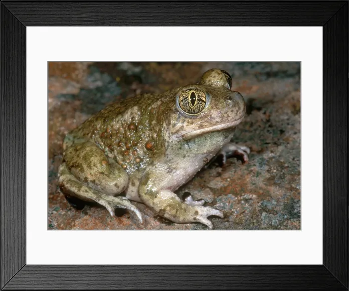 Framed Print : Western Spadefoot Framed Print : Western Spadefoot
