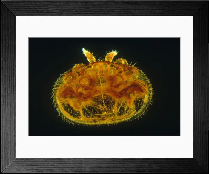 Framed Print : Varroa Mite Framed Print : Varroa Mite