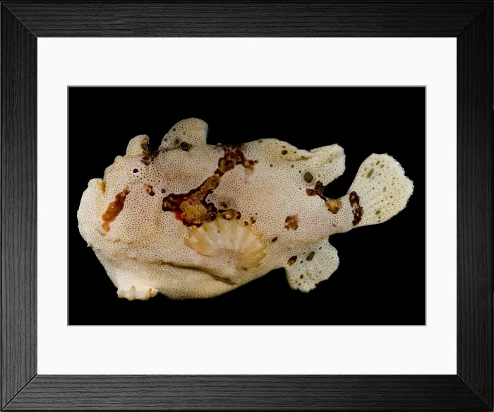Framed Print : Warty Frogfish