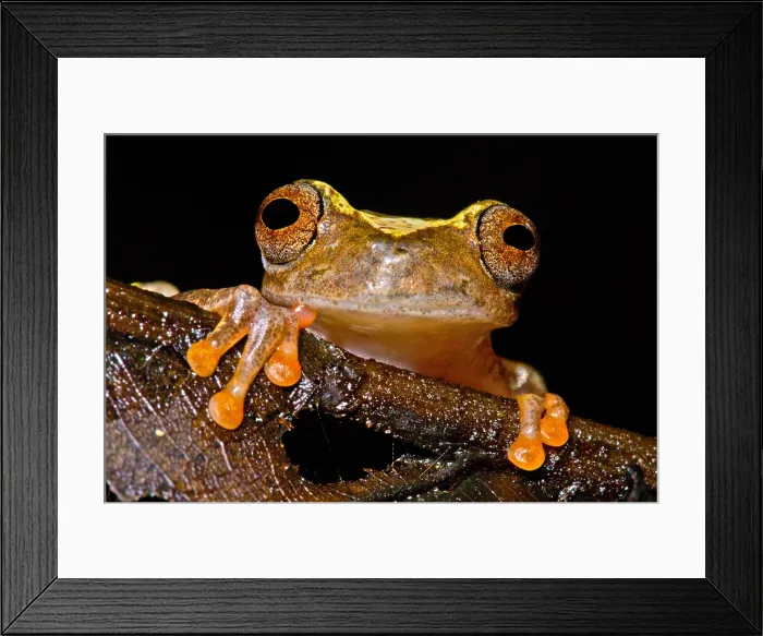 Framed Print : Ross Allen's Treefrog Framed Print : Ross Allen's Treefrog