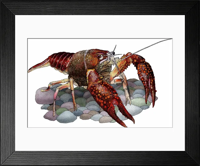 Framed Print : Louisiana crawfish Framed Print : Louisiana crawfish