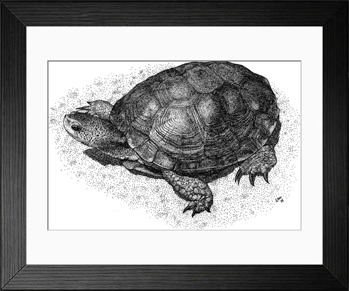 Framed Print : Western Pond Turtle Framed Print : Western Pond Turtle