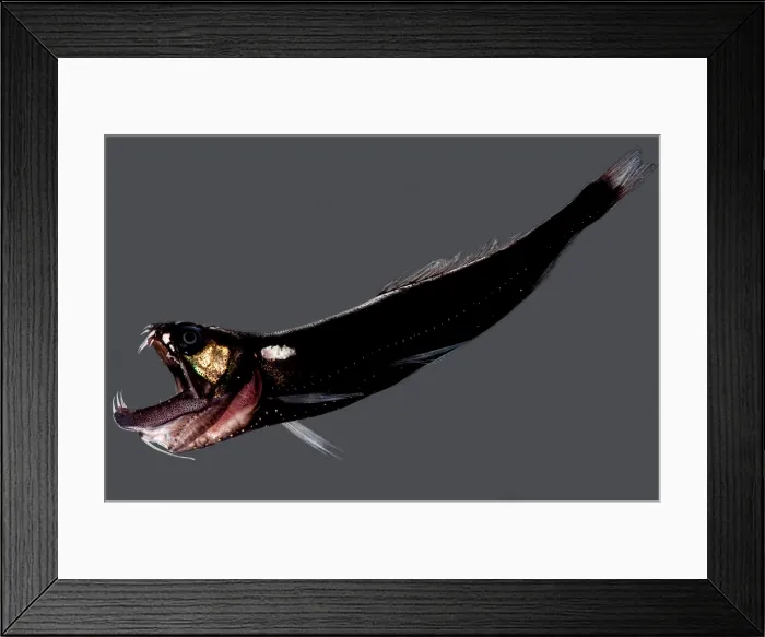 Framed Print : Deep-sea Dragonfish