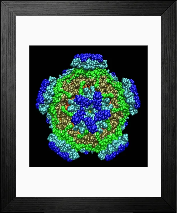 Framed Print : Type 16 HPV Framed Print : Type 16 HPV