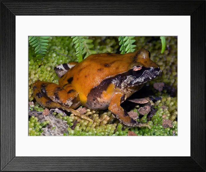 Framed Print : Rosy Ground Frog Framed Print : Rosy Ground Frog