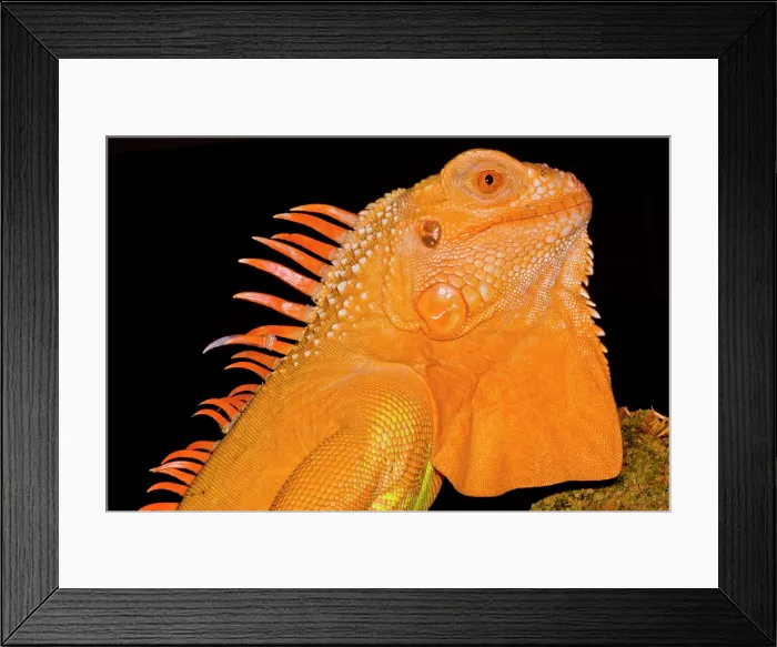 Framed Print : Crimson Phase Green Iguana Framed Print : Crimson Phase Green Iguana