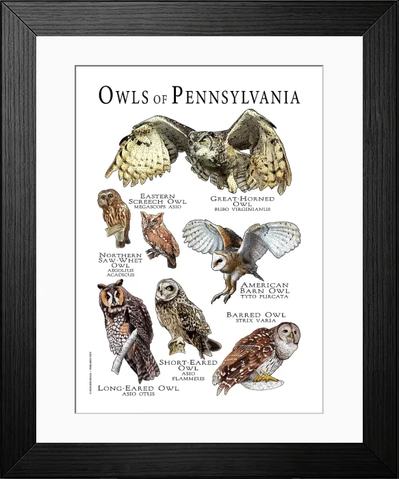 Framed Print : Owls of Pennsylvania Framed Print : Owls of Pennsylvania