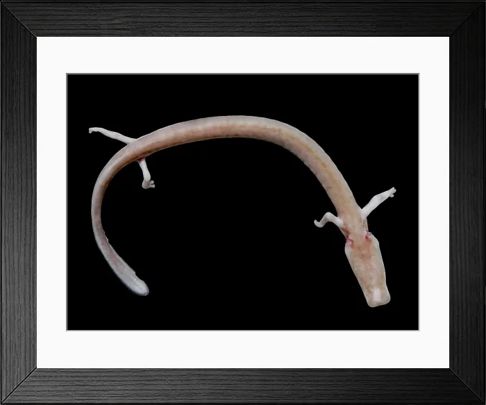 Framed Print : The Olm (Proteus anguinus) Framed Print : The Olm (Proteus anguinus)