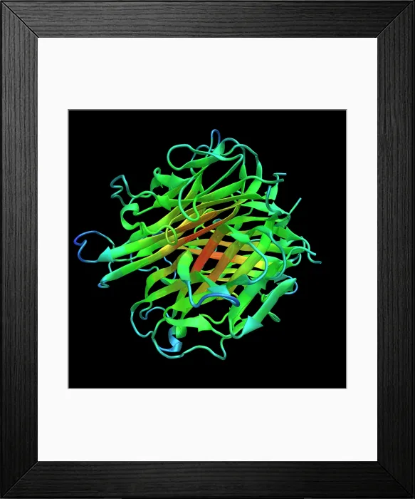Framed Print : Molecular Model of RANKL Framed Print : Molecular Model of RANKL