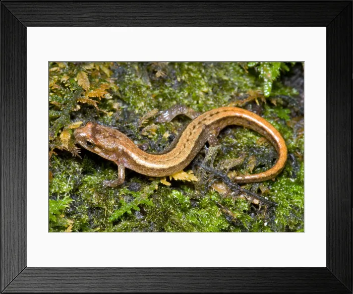 Framed Print : Seepage Salamander Framed Print : Seepage Salamander