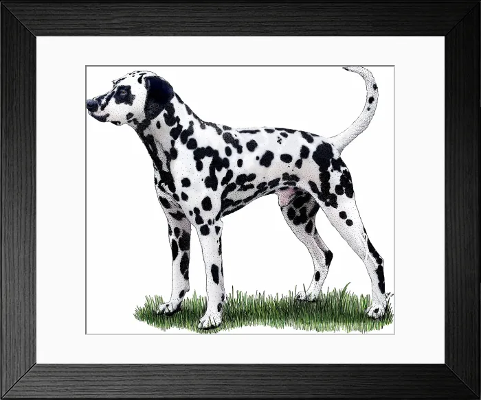 Framed Print : Dalmatian Dog Framed Print : Dalmatian Dog
