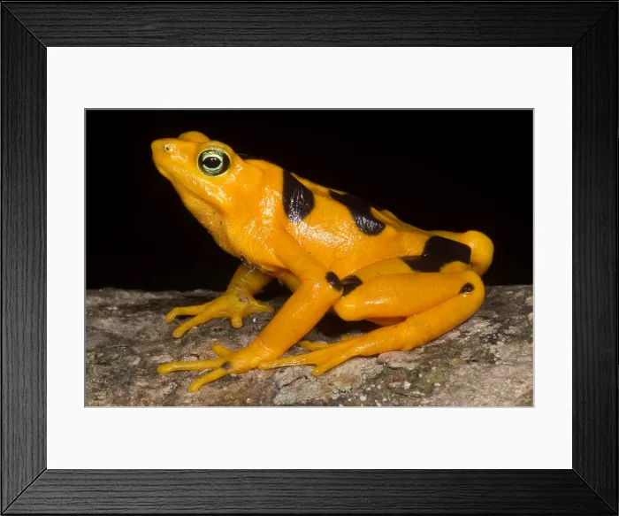Framed Print : Harlequin Toad