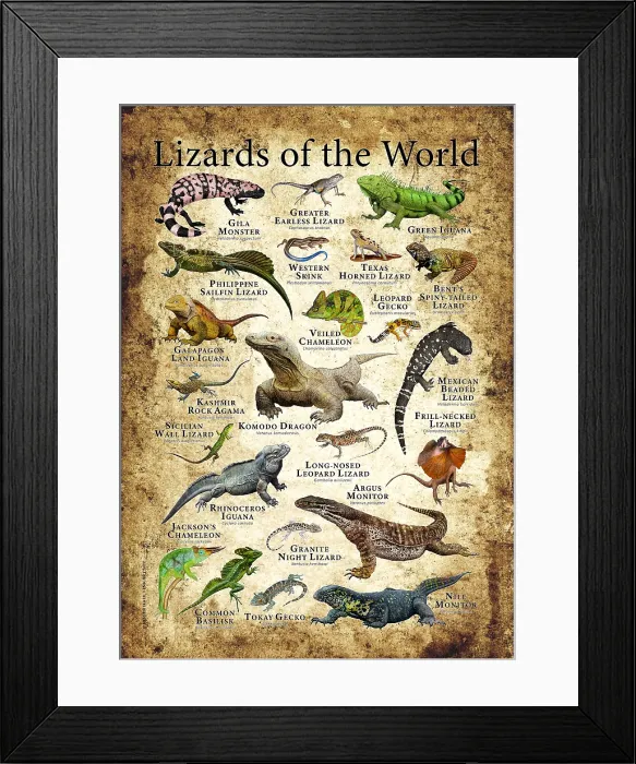 Framed Print : Lizards of the World Framed Print : Lizards of the World