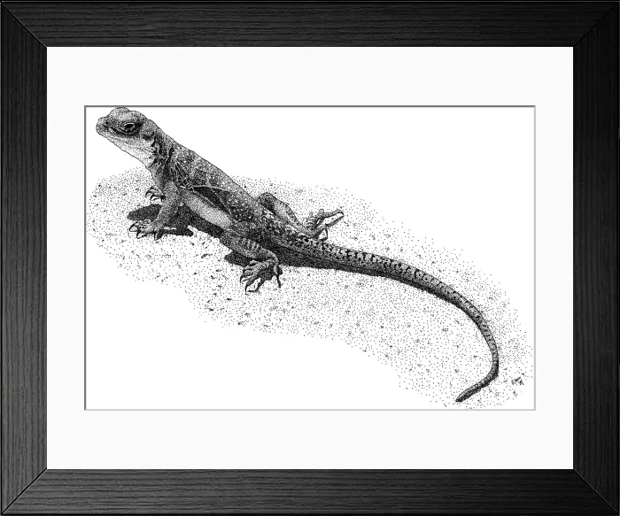 Framed Print : Collared Lizard