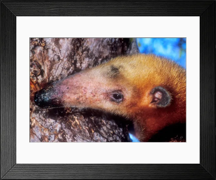 Framed Print : Southern Tamandua