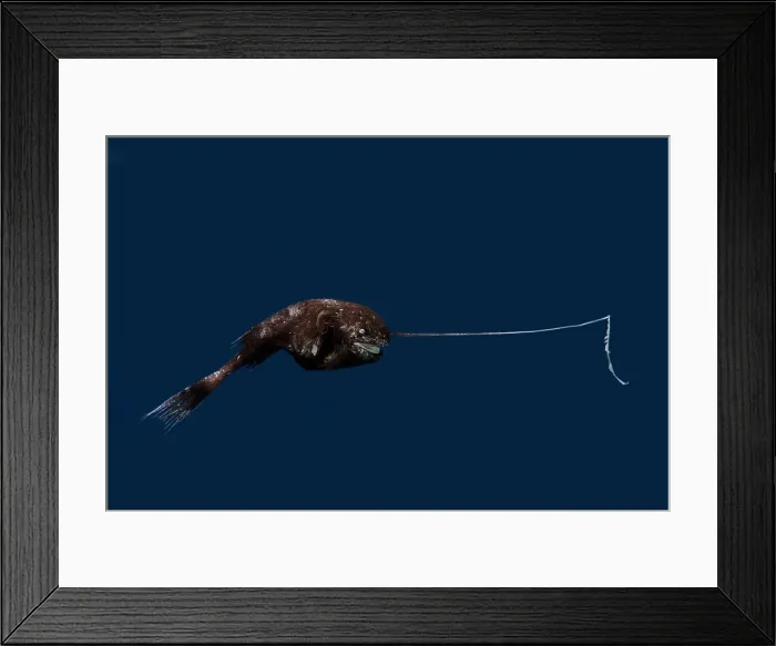 Framed Print : Whipnose Anglerfish female (R. leptonema)
