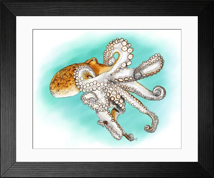 Framed Print : Atlantic Octopus Framed Print : Atlantic Octopus