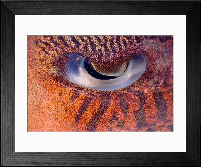 Framed Print : Sepia Cuttlefish Framed Print : Sepia Cuttlefish