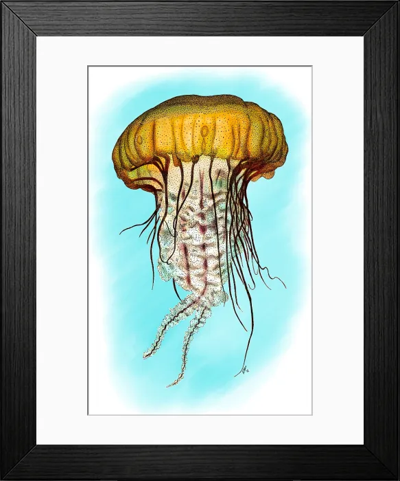Framed Print : Pacific Sea Nettle Jellyfish Framed Print : Pacific Sea Nettle Jellyfish