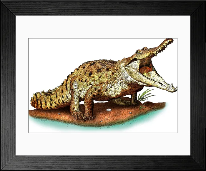 Framed Print : Orinoco crocodile Framed Print : Orinoco crocodile