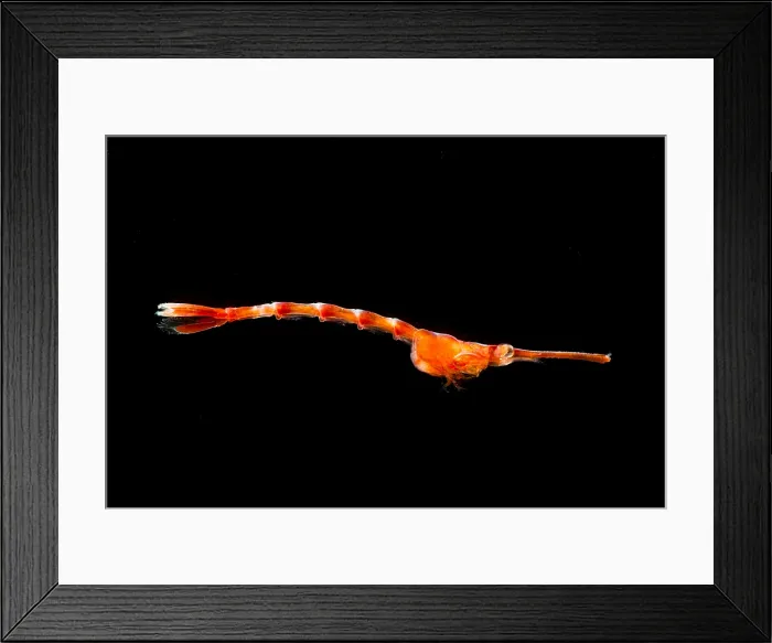 Framed Print : Larval Shrimp Framed Print : Larval Shrimp