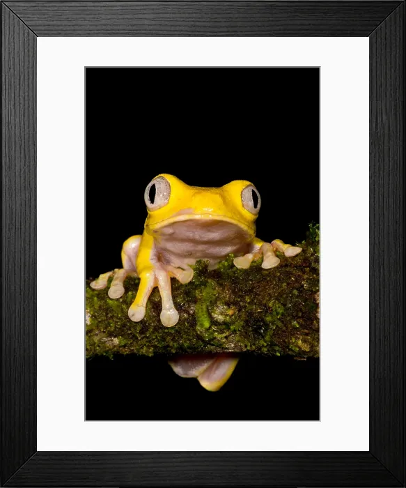 Framed Print : Red-Eyed Treefrog, Xanthic form Framed Print : Red-Eyed Treefrog, Xanthic form