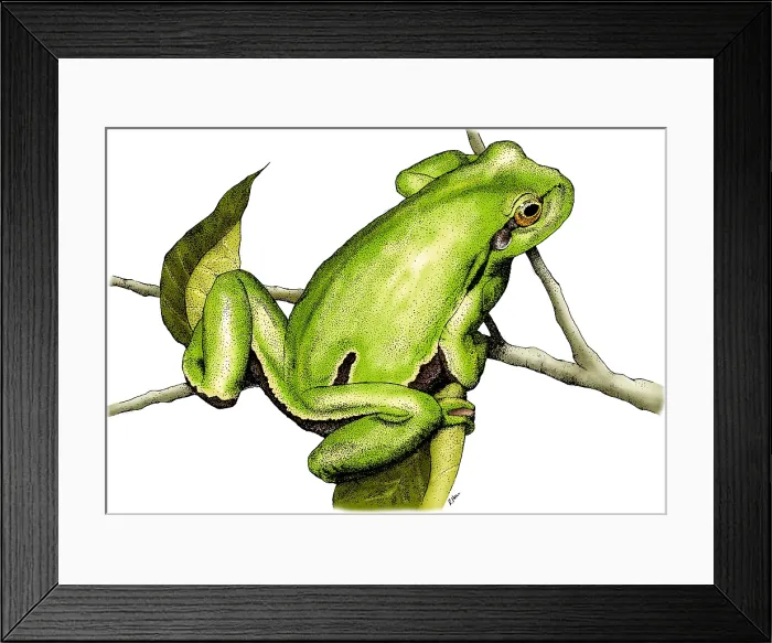 Framed Print : European Tree Frog Framed Print : European Tree Frog
