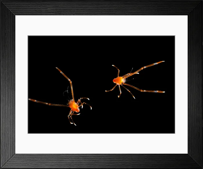 Framed Print : Squat Lobsters (Munida sp.) Framed Print : Squat Lobsters (Munida sp.)