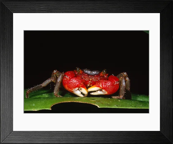 Framed Print : Tree-hole Crab