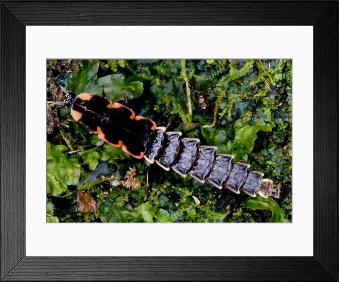 Framed Print : Firefly Larva Framed Print : Firefly Larva