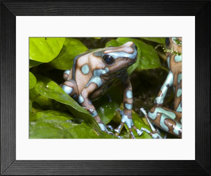Framed Print : Green and Black Poison Frog Framed Print : Green and Black Poison Frog
